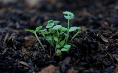The Secret to Successful Gardening (Pay Attention to Your Soil)