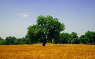 7 Mind-blowing Benefits of Professional Tree Care