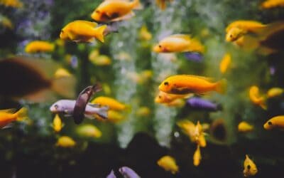 8 Tips for Maintaining Your Fish Tank