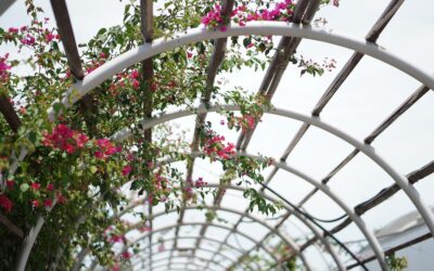 The Ultimate Guide to Installing a Pergola in Your Backyard