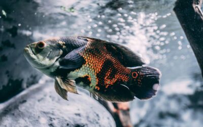 How Often Should You Feed Aquarium Shrimp? Guide