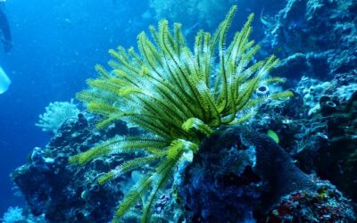 Vibrant Coral Gardens: Exploring Konas Underwater World